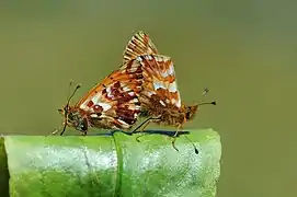 Mating