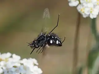 Bombylella atra