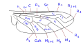 Wing venation type 2 Anthrax