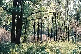 Regrowth after fire, March 2019