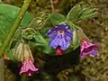 Flowers of Pulmonaria officinalis