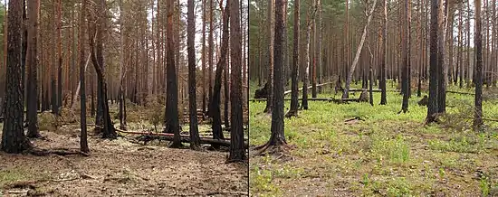 Two photographs of the same section of a pine forest; both show blackened bark at least halfway up the trees. The first picture is noticeably lacking in surface vegetation, while the second shows small, green grasses on the forest floor.