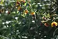 Pollination of Bossiaea cinerea by a bee (of unknown species)