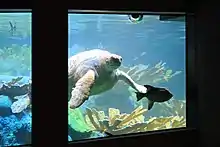 A large sea turtle looks out of the window of an aquarium