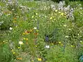 Flowers from the prairies of North America