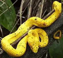 Eyelash viper, Spanish: bocaracá  (Bothriechis schlegelii)