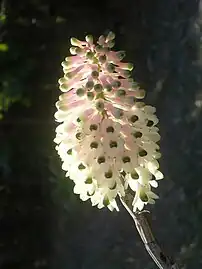 Bottlebrush orchid flower Cooktown