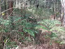 Bowenia Lake Tinaroo form in sclerophyll woodland near Lake Tinaroo, Atherton Tableland, far north Queensland