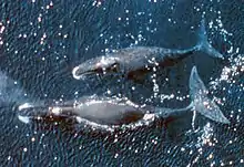 Bowhead whale