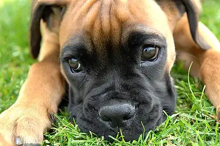 A fawn Boxer puppy