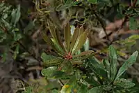 green leaves radiating out from a stem