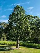 Whole tree, showing the conical habit and the tapering trunk