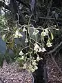 B. populneus flowers and leaves