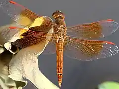 Male, Thailand