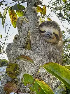 Brown sloth