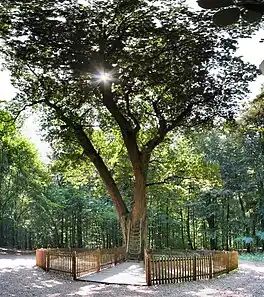 Bridegroom's Oak, photographed in 2006