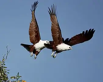 Brahminy kites in flight