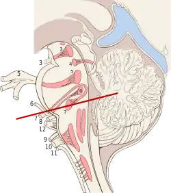 Brain stem sagittal section