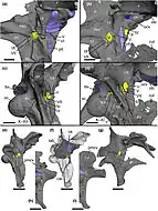 Grey 3D models of skull bones