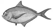 Atlantic pomfret