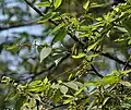 Branches of T. orientale at Kolkata, West Bengal, India