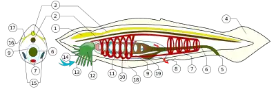 Image 3BranchiostomaLanceolatum PioM (from Shark anatomy)