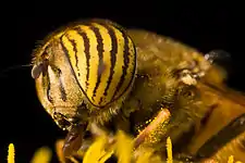 Eristalinus taeniops