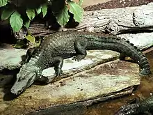 Cuvier's dwarf caiman, Paleosuchus palpebrosus