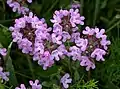 Breckland thyme (thymus serpyllum)