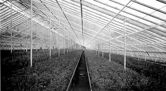 Center of a large greenhouse