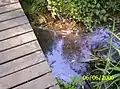 A view of a creek from a small footbridge