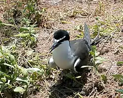 Bridled tern, at rookery