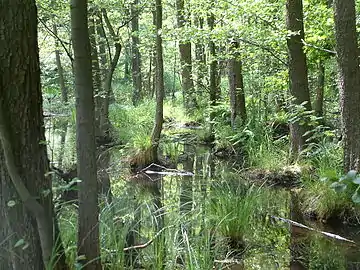 Image 23A black alder swamp in Germany (from Swamp)