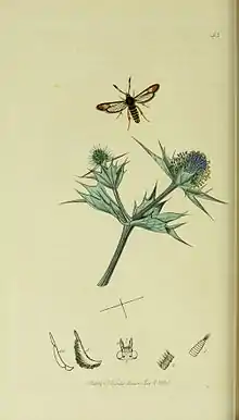 Illustration from John Curtis's British Entomology Volume 5