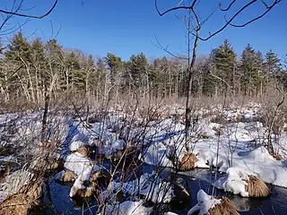 Image 16Wetland at the Broadmoor Wildlife Sanctuary in Massachusetts, United States, in February (from Wetland)