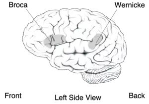 Diagram of the brain