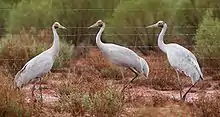 Brolga - Grus Rubicundas