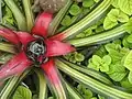 Photo of a Neoregelia at the United States Botanic Garden.