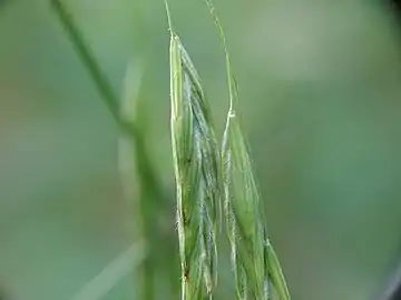 Spikelets