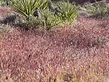 red bromeB madritensis ssp. rubens