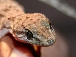 Salamanquesa(Hemidactylus brooki haitianus)