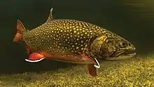 Eastern brook trout