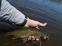 Brook Trout