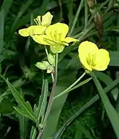 Turnip (flower)