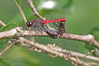 Mating, India