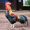 Brown Leghorn