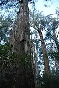 Brown Mountain old growth mountain ash