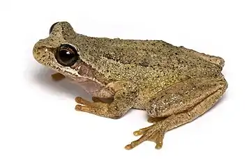 Image 9Southern brown tree frogPhotograph: JJ HarrisonThe southern brown tree frog (Litoria ewingii) is a species of tree frog native to Australia found in a wide range of habitats. Reaching 45 millimetres (1.8 in), this species is generally brown, but green and green-striped morphs are also recorded.More selected pictures