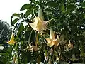 Conventional form of Brugmansia aurea