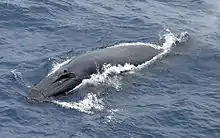 Bryde's whale